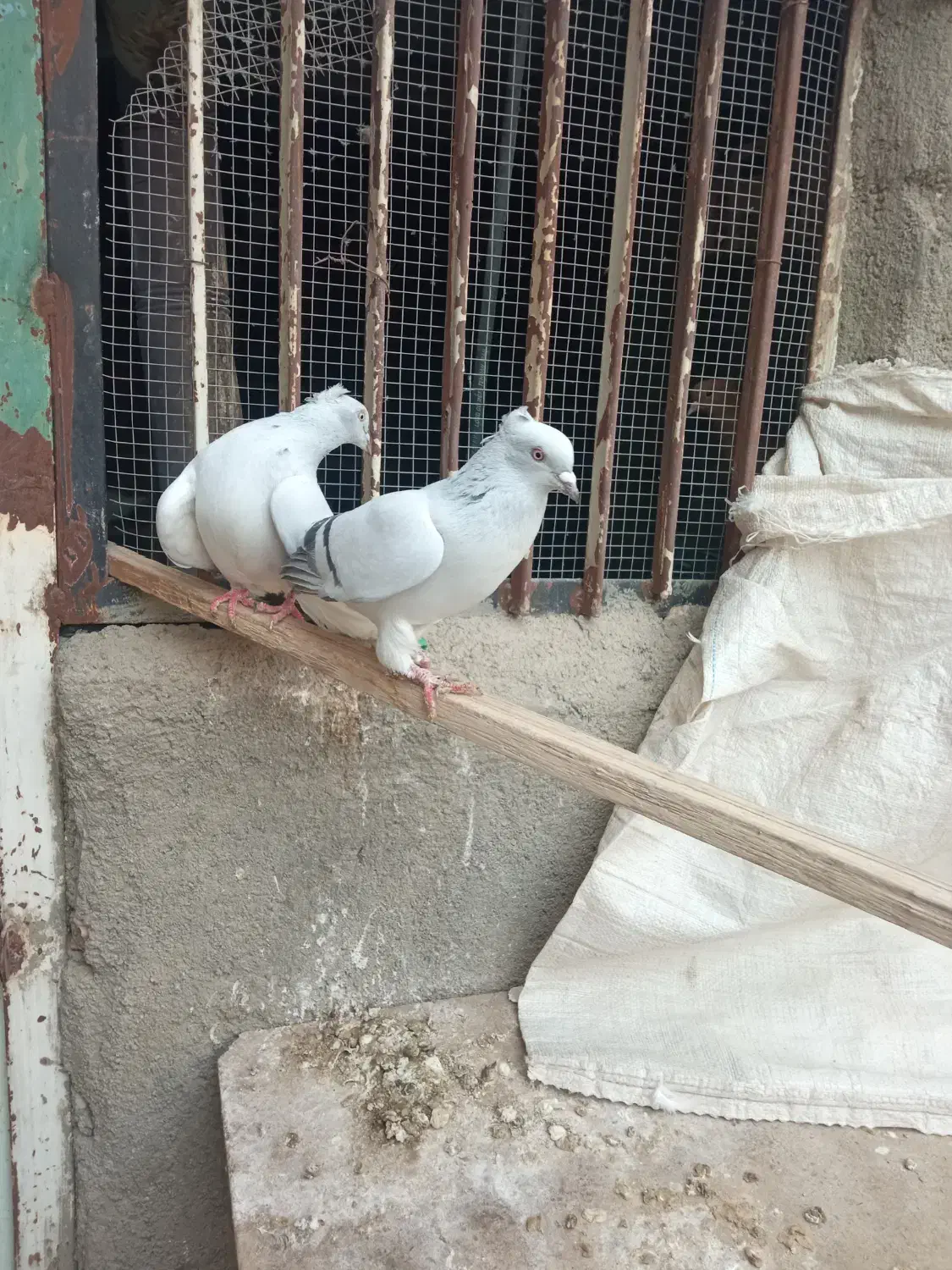 کبوتر شامی دم سفید ماده|پرنده|مشهد, احمدآباد|دیوار