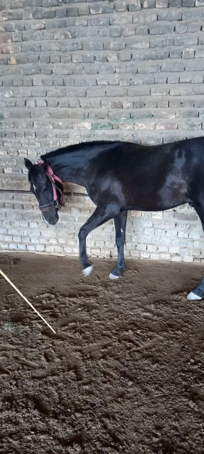فروش اسب نریان|اسب و تجهیزات اسبسواری|نهاوند, |دیوار