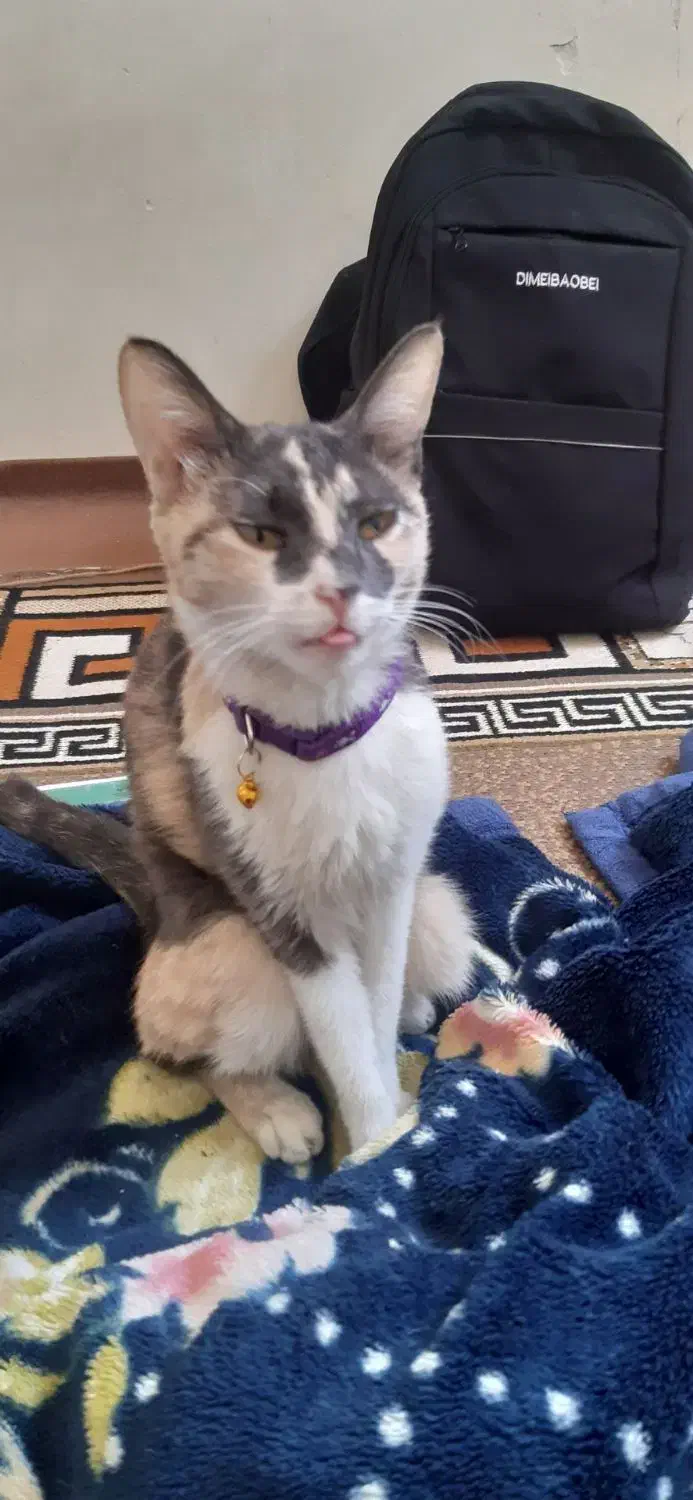 گمشده|حیوانات|مشهد, فرهنگ|دیوار