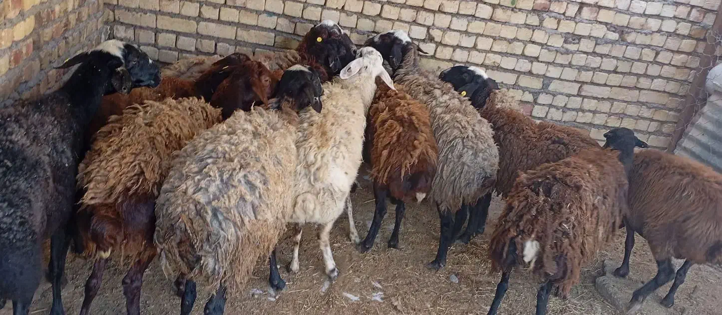 ۵۵راس گوسفند.بره.15.کیلونژاددار|حیوانات مزرعه|قزوین, |دیوار
