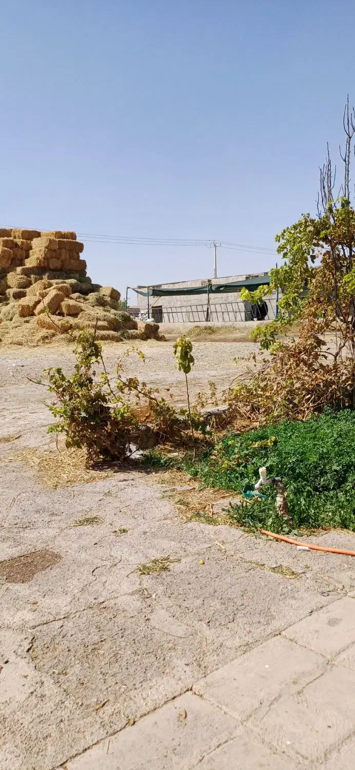 کار در گاوداری|استخدام سرایداری و نظافت|قوچان, |دیوار