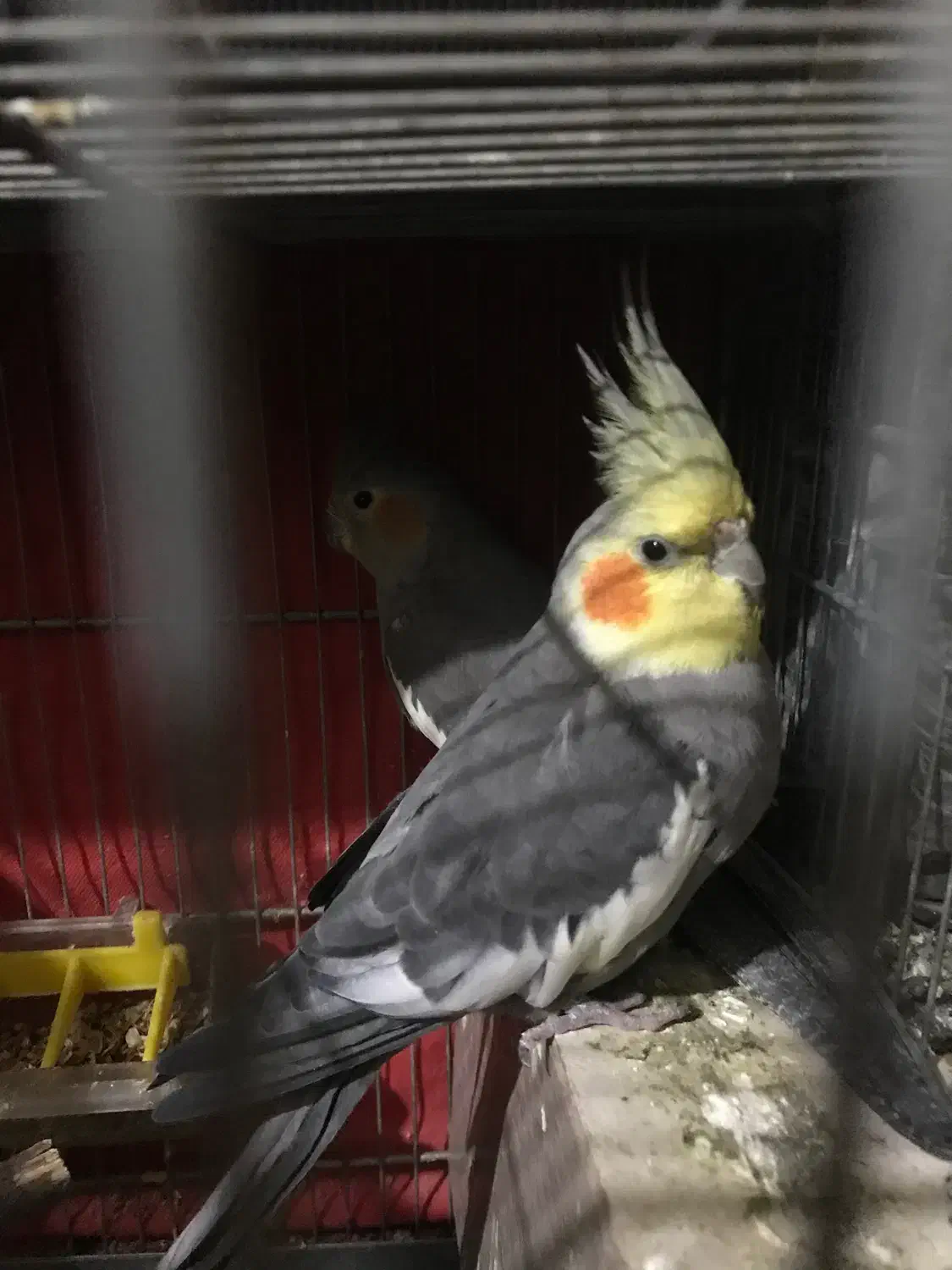 عروس هلندی فروش فوری|پرنده|فولادشهر, B6|دیوار