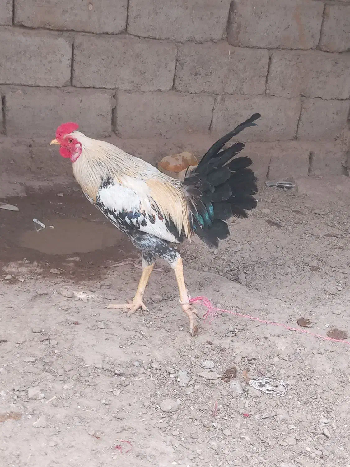 سه تا خروس دورگه|حیوانات مزرعه|جزنیک, |دیوار