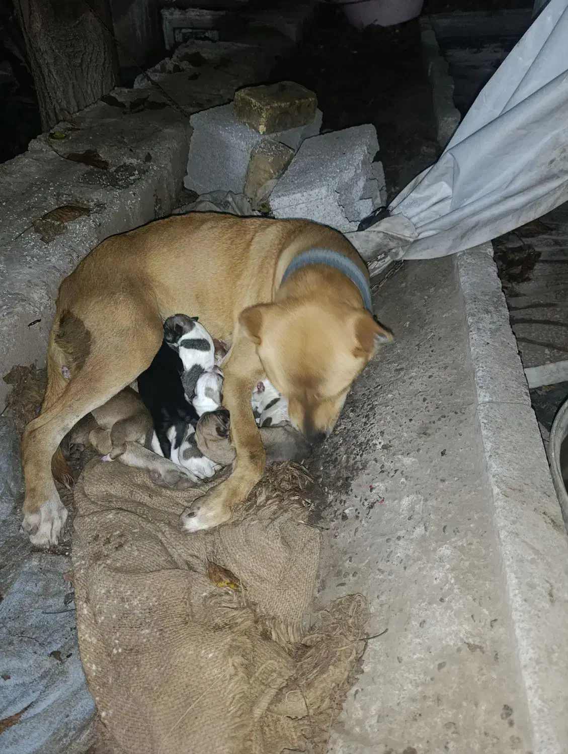 ۶ عدد توله پیت بول تریر برای واگذاری|سگ|توتکابن, |دیوار