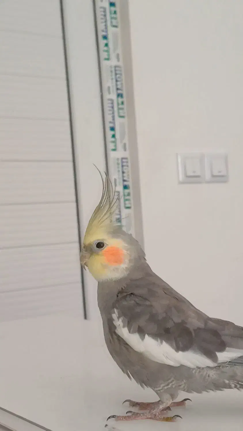 عروس هلندی جفت|پرنده|لاهیجان, لیالستان|دیوار