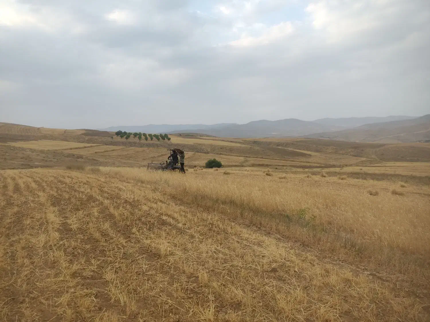 کاه سفید|لوازم جانبی حیوانات|بروجرد, |دیوار