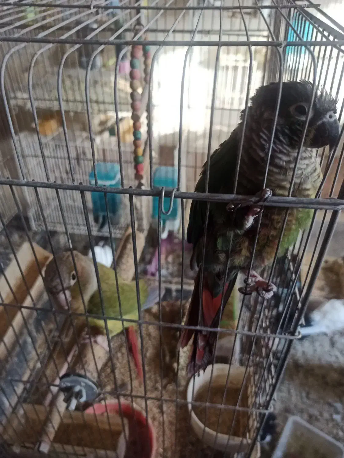 تعدادی پرنده با قیمت مناسب به فروش میرسد|پرنده|مشهد, جاهد شهر|دیوار