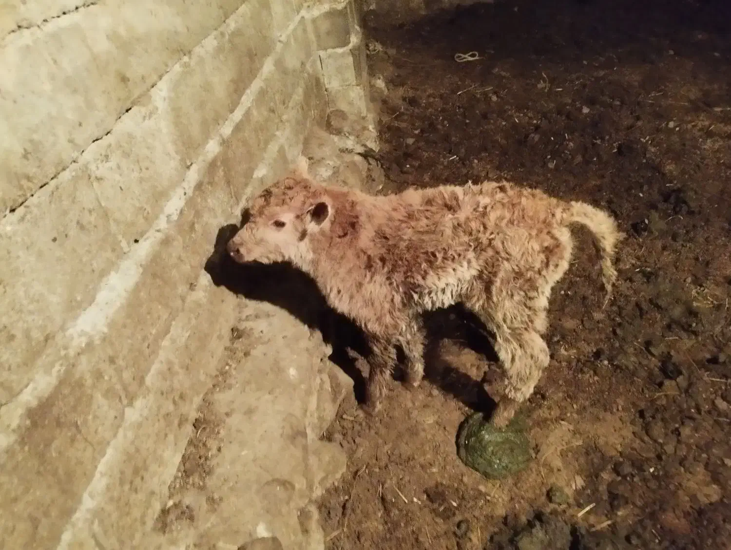 گاو با گوساله نر|حیوانات مزرعه|کلیبر, |دیوار