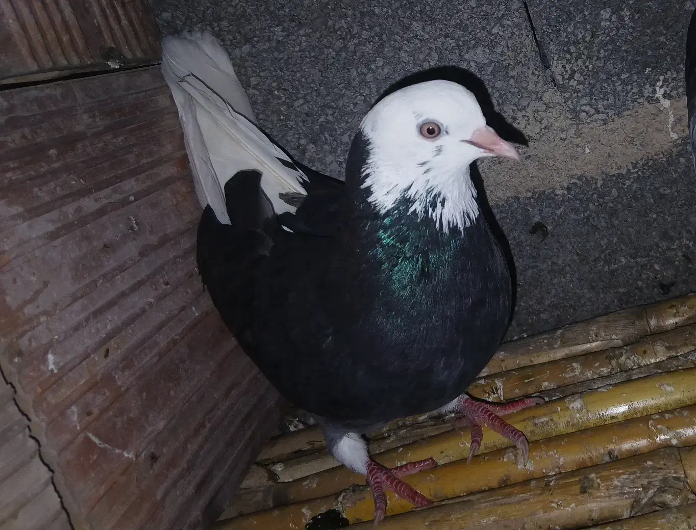 کبوتر پرشی|پرنده|مزرعه کتول, |دیوار