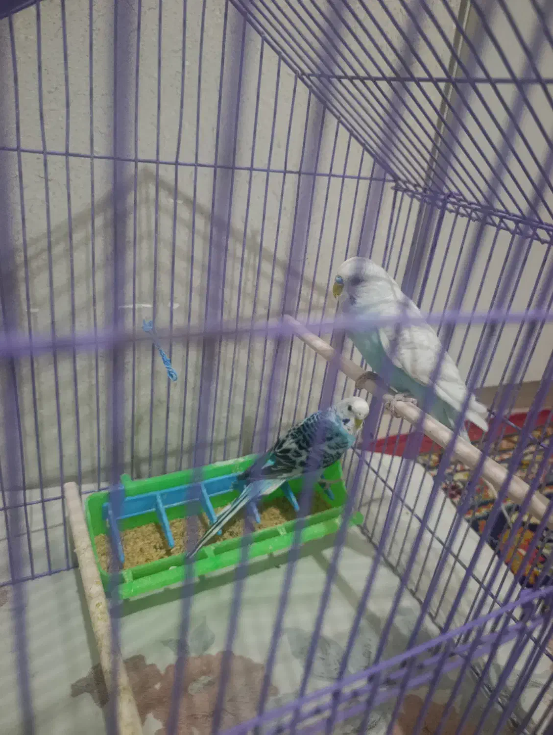 مرغ عشق|پرنده|اردبیل, |دیوار