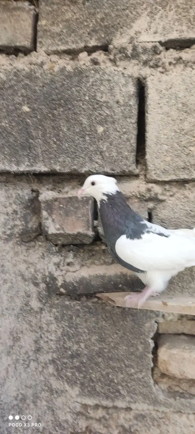 تعدادی طوق سیاه و سرکه ای|پرنده|کوهبنان, |دیوار