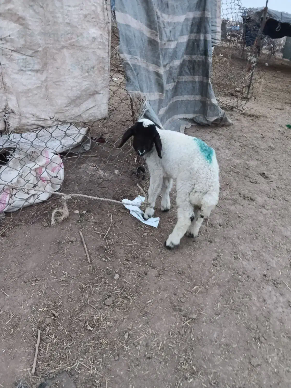 بره .بیگ. بز.میش|حیوانات مزرعه|دزفول, |دیوار