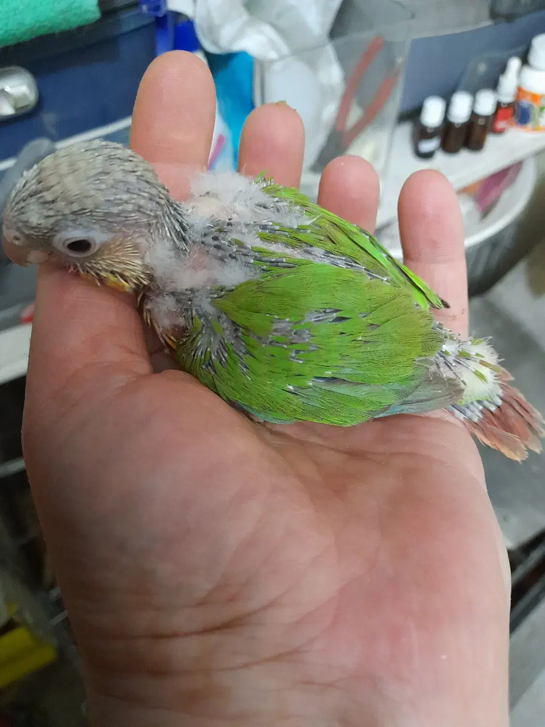 گرینچیگ|پرنده|بیرجند, |دیوار