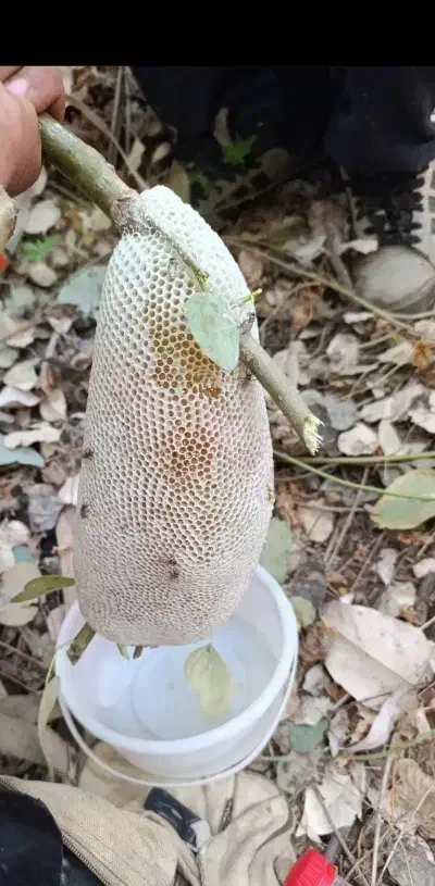 عسل طبیعی درجه یک به شرط ارسال از خوزستان|خوردنی و آشامیدنی|جلفا, |دیوار