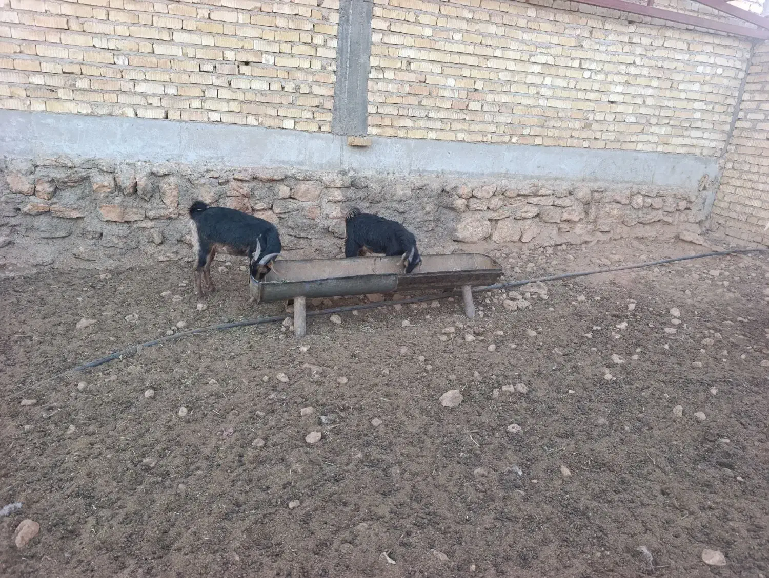 بز کهره دار|حیوانات مزرعه|کوار, |دیوار