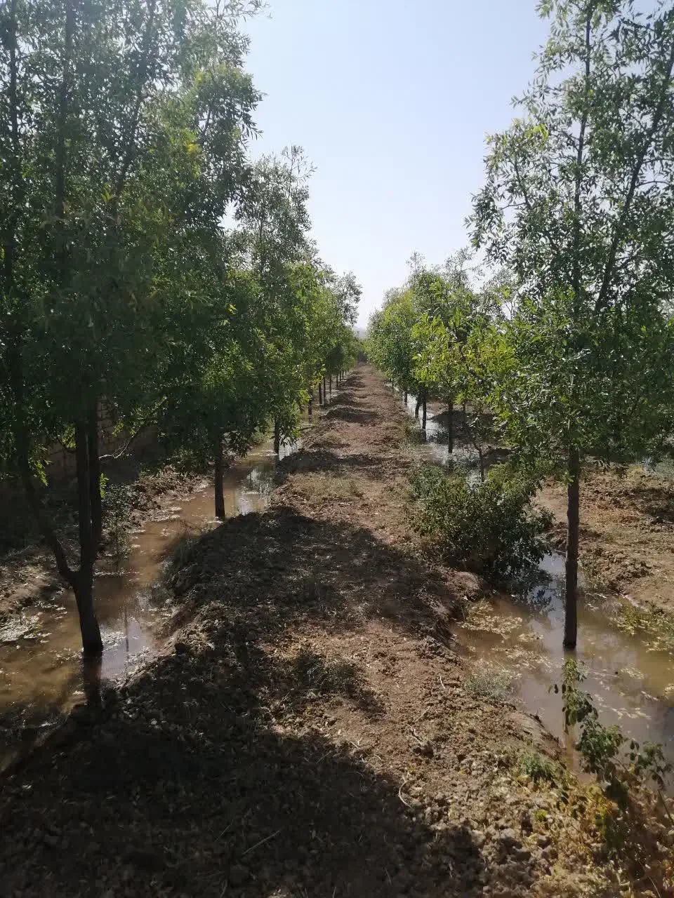 باغ ویلا د فخرآباد تقاب|فروش خانه و ویلا|خوسف, |دیوار