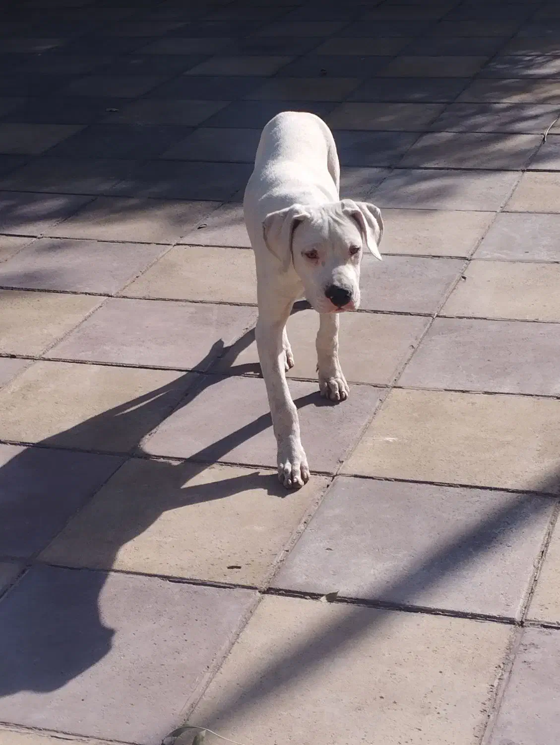 توله سگ داگو ارژانتینو|سگ|صفادشت, |دیوار