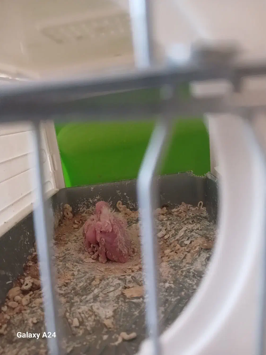 پرنده|پرنده|مریوان, |دیوار