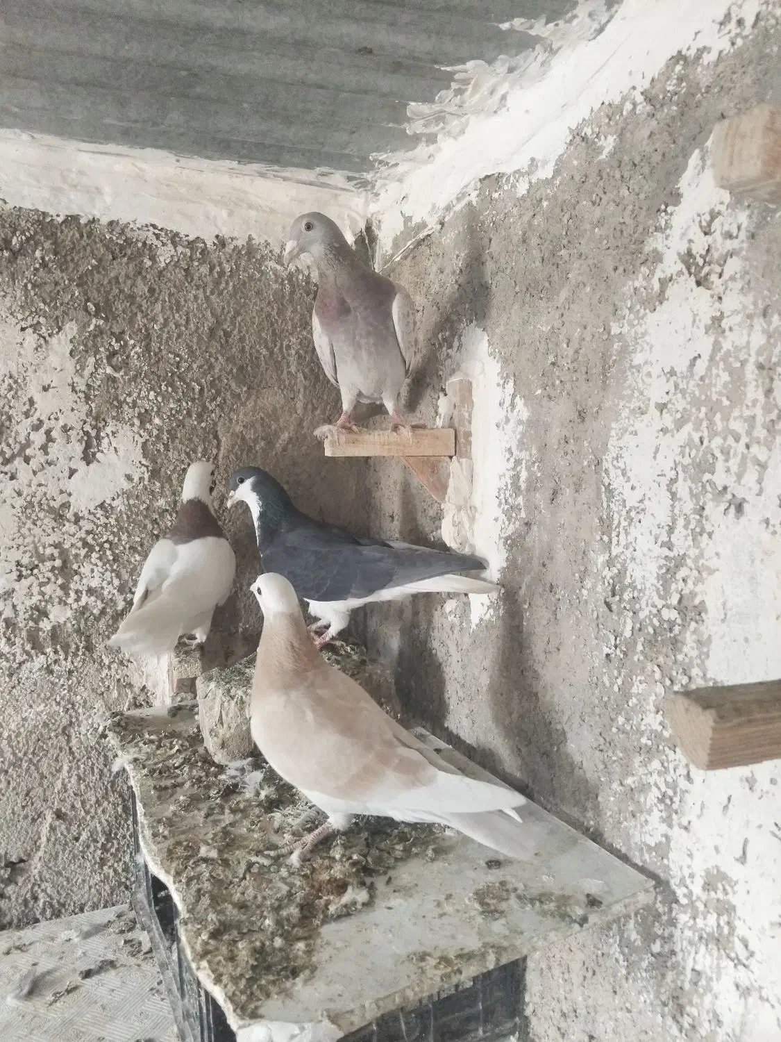 پلاکی و شهری|پرنده|شیراز, کوشک میدان|دیوار