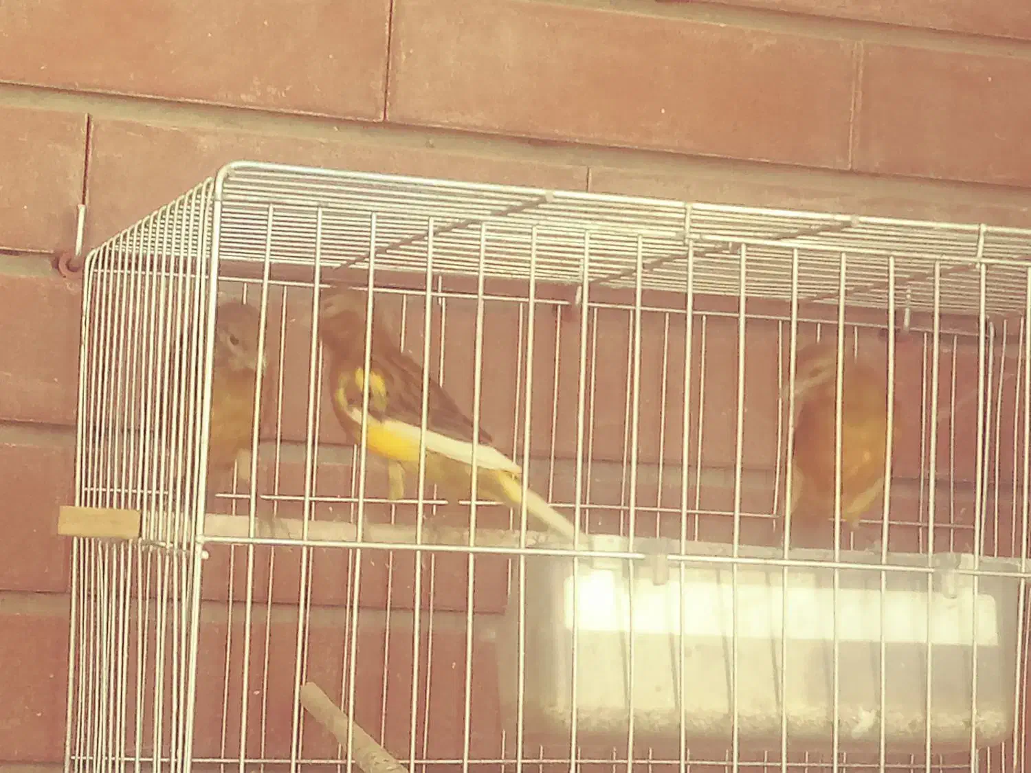 فروش قناری|پرنده|کرمان, |دیوار