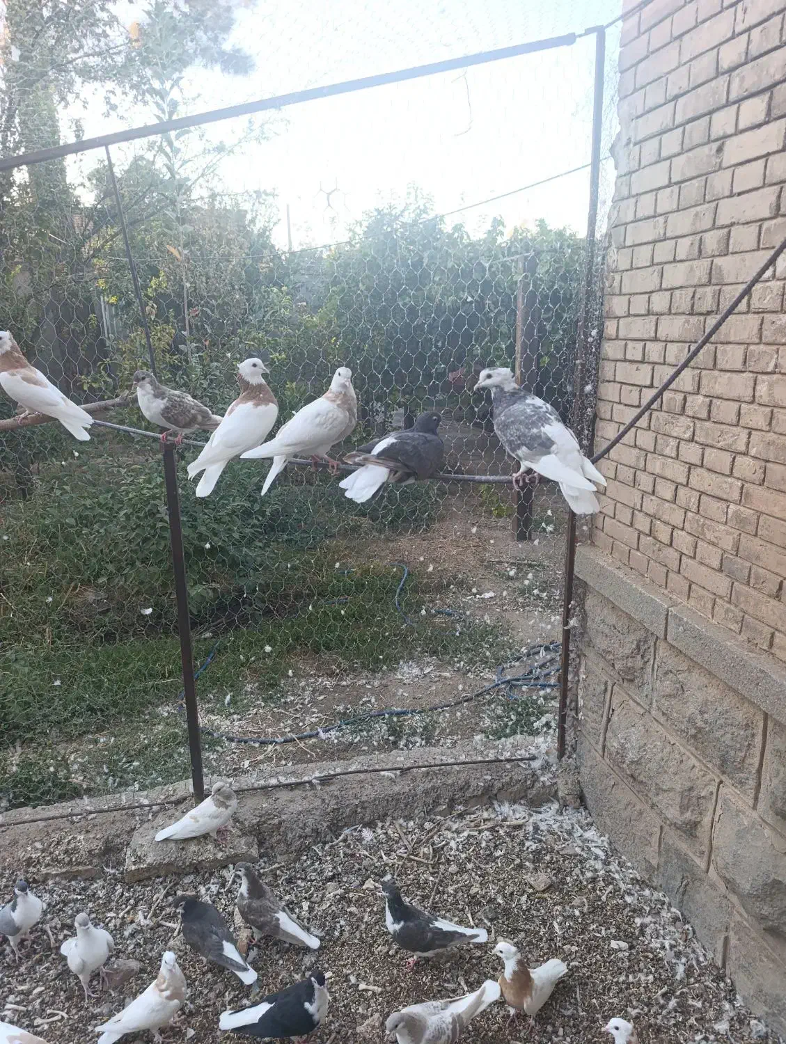 کبوتر ساده و طوقی|پرنده|نیشابور, راه آهن|دیوار