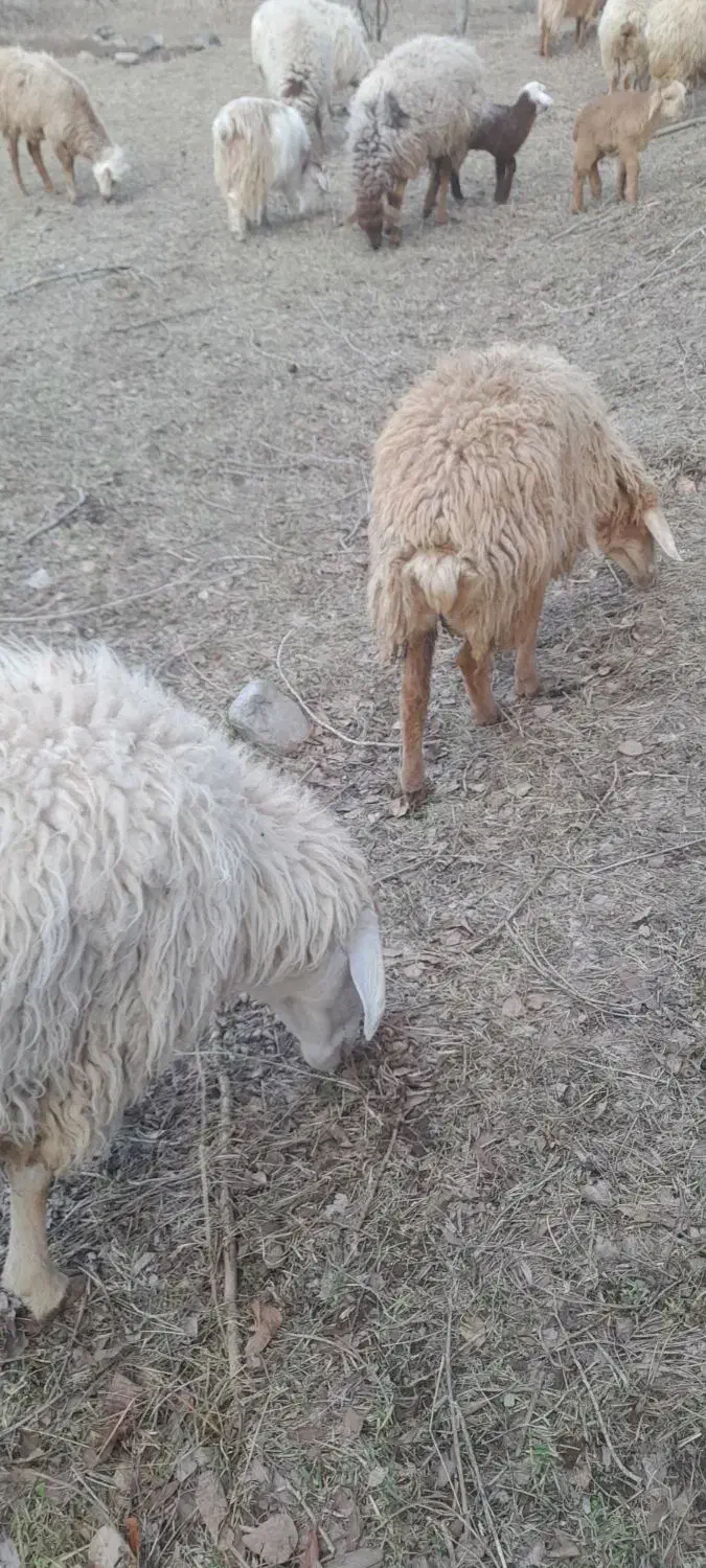 گوسفند بره توغلی|حیوانات مزرعه|مشگین شهر, |دیوار