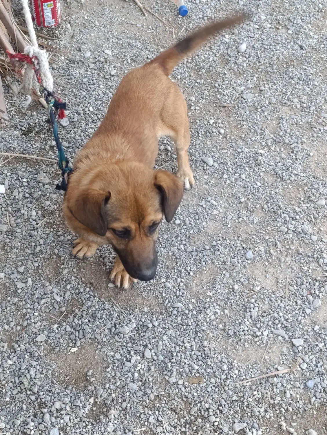 سگ پا کوتاه|سگ|ایرانشهر, |دیوار