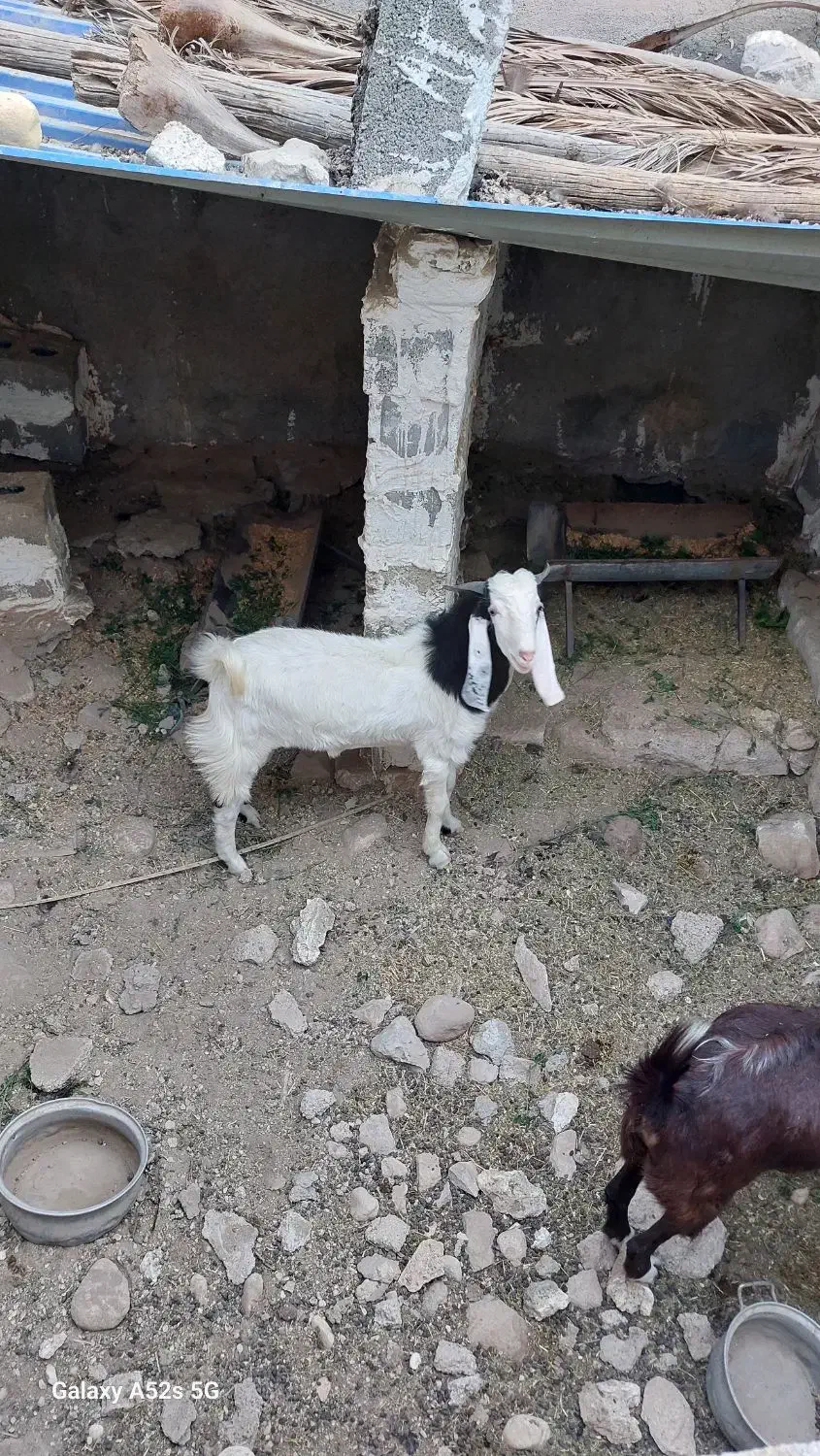 پازن بزرگ مخصوص گله|حیوانات مزرعه|بندر دیر, |دیوار