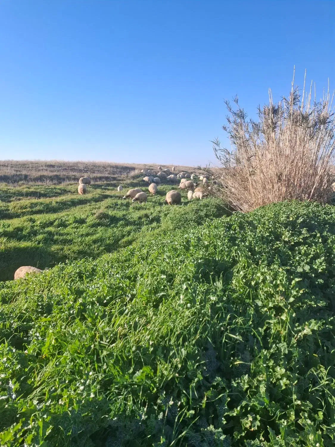 بره ماده|حیوانات مزرعه|کوزران, |دیوار