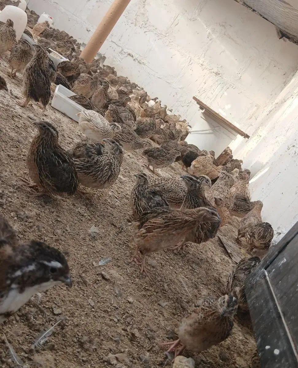 تخم.بلدرچین جوجه بلدرچین بلدرچین بالغ|حیوانات مزرعه|زاهدان, |دیوار