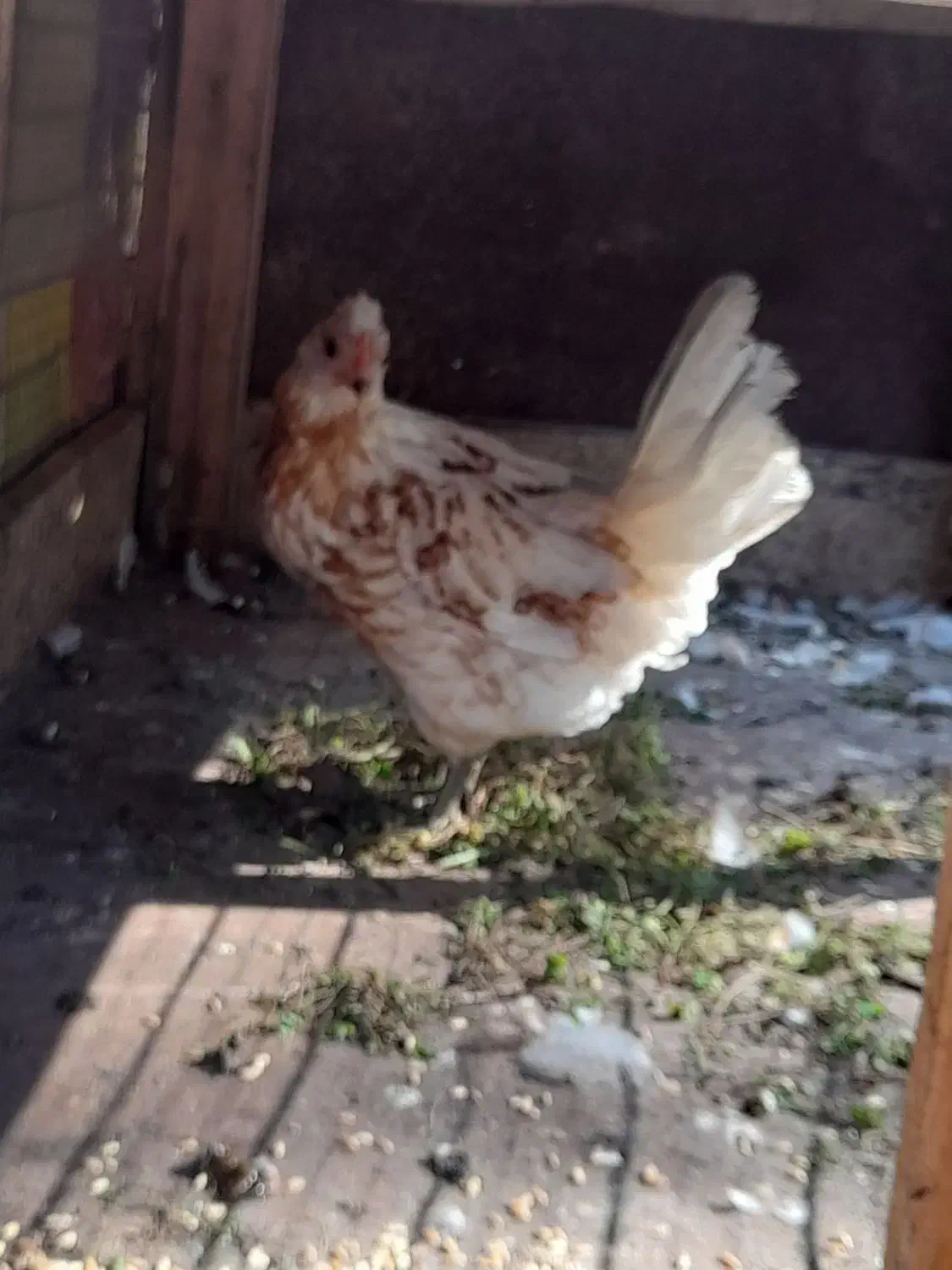 فروش مرغ وخروس|حیوانات مزرعه|رحیمآباد, |دیوار