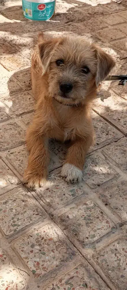 توله پاکوتاه نژادتریر وپودل سه ماهه قیمت 2میلیون|سگ|کرمان, |دیوار