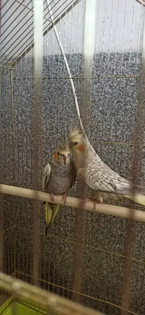 عروس هلندی|پرنده|شیراز, احمدآباد|دیوار