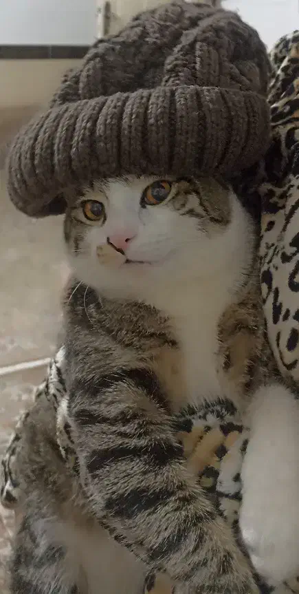 گم شده|حیوانات|سنندج, |دیوار