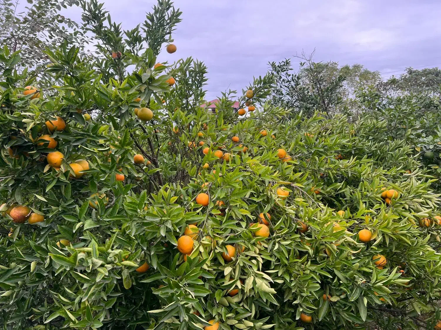 میوه در باغ|خوردنی و آشامیدنی|تنکابن, |دیوار