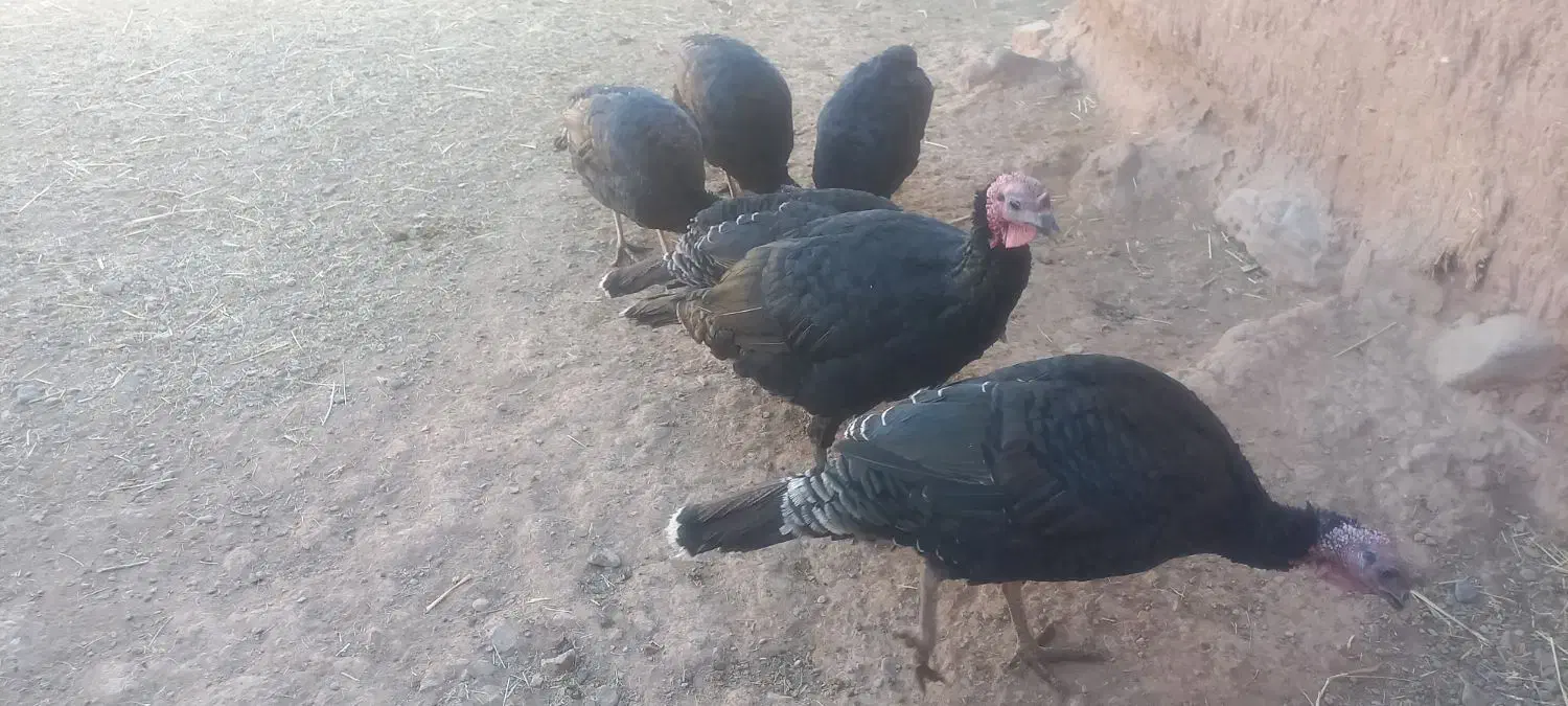 بوقلمون|حیوانات مزرعه|فیروزه, |دیوار