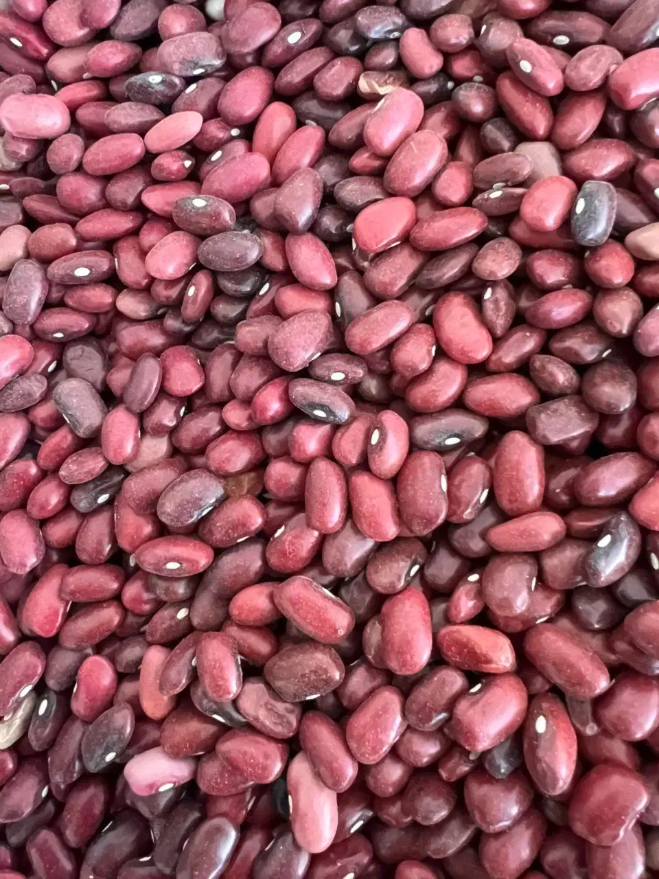 لوبیا قرمز سفید|خوردنی و آشامیدنی|اسفراین, |دیوار