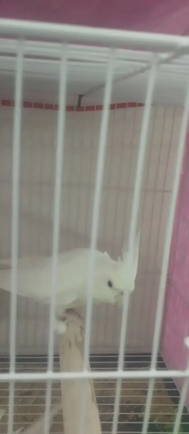 عروس هلندی آلبینو.|پرنده|مشهد, رده|دیوار