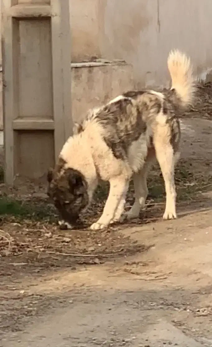 گمشد|حیوانات|چهارباغ, |دیوار