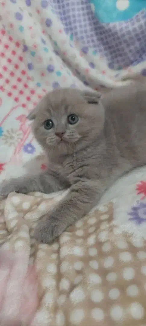 ماده بلو فحل|گربه|گرگان, |دیوار