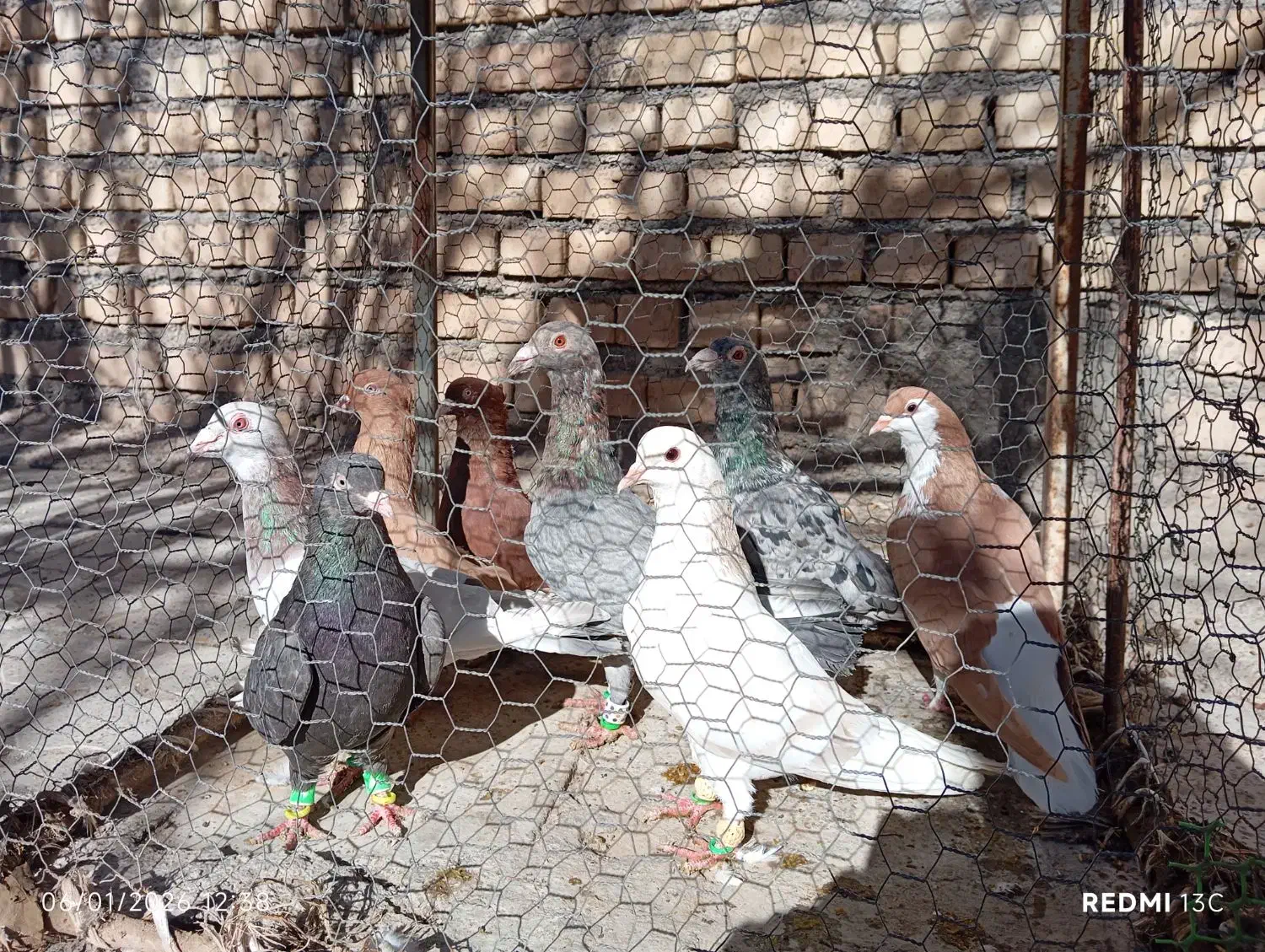 کفتر سار|پرنده|فاروج, |دیوار