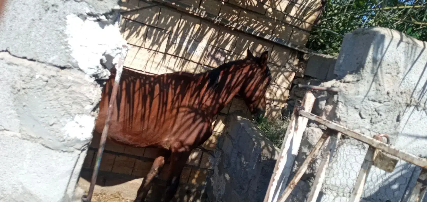 اسب نریون سن ۵ عرب قیمت ۱۸ملیون|اسب و تجهیزات اسب‌سواری|نرماشیر, |دیوار