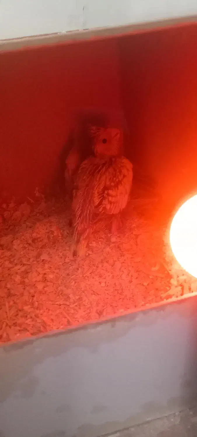 جفت عروس مولدباجوجه|پرنده|ساوه, |دیوار