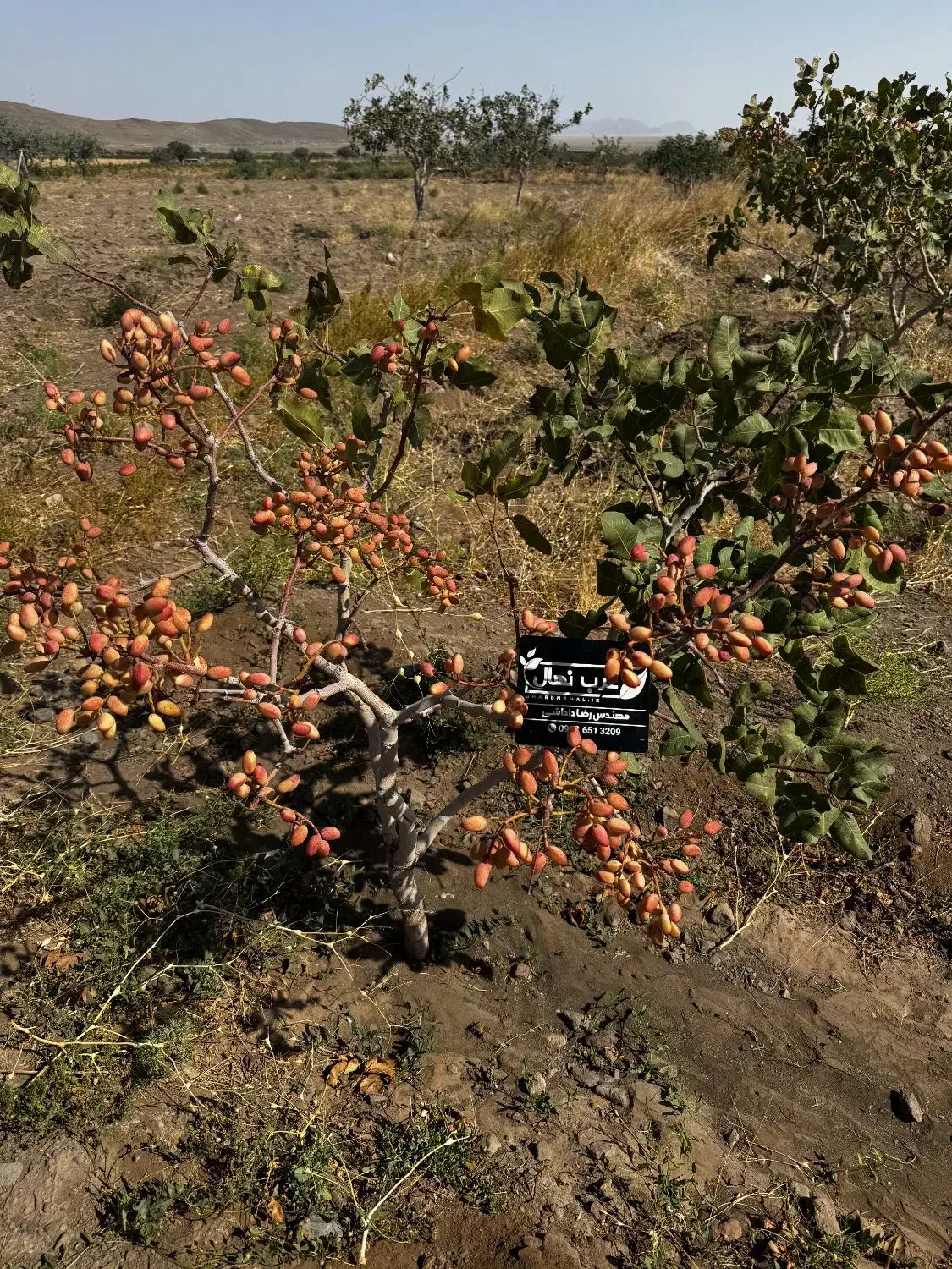 نهال پسته گلدانی آمریکایی|خدمات باغبانی و درختکاری|کرمان, |دیوار