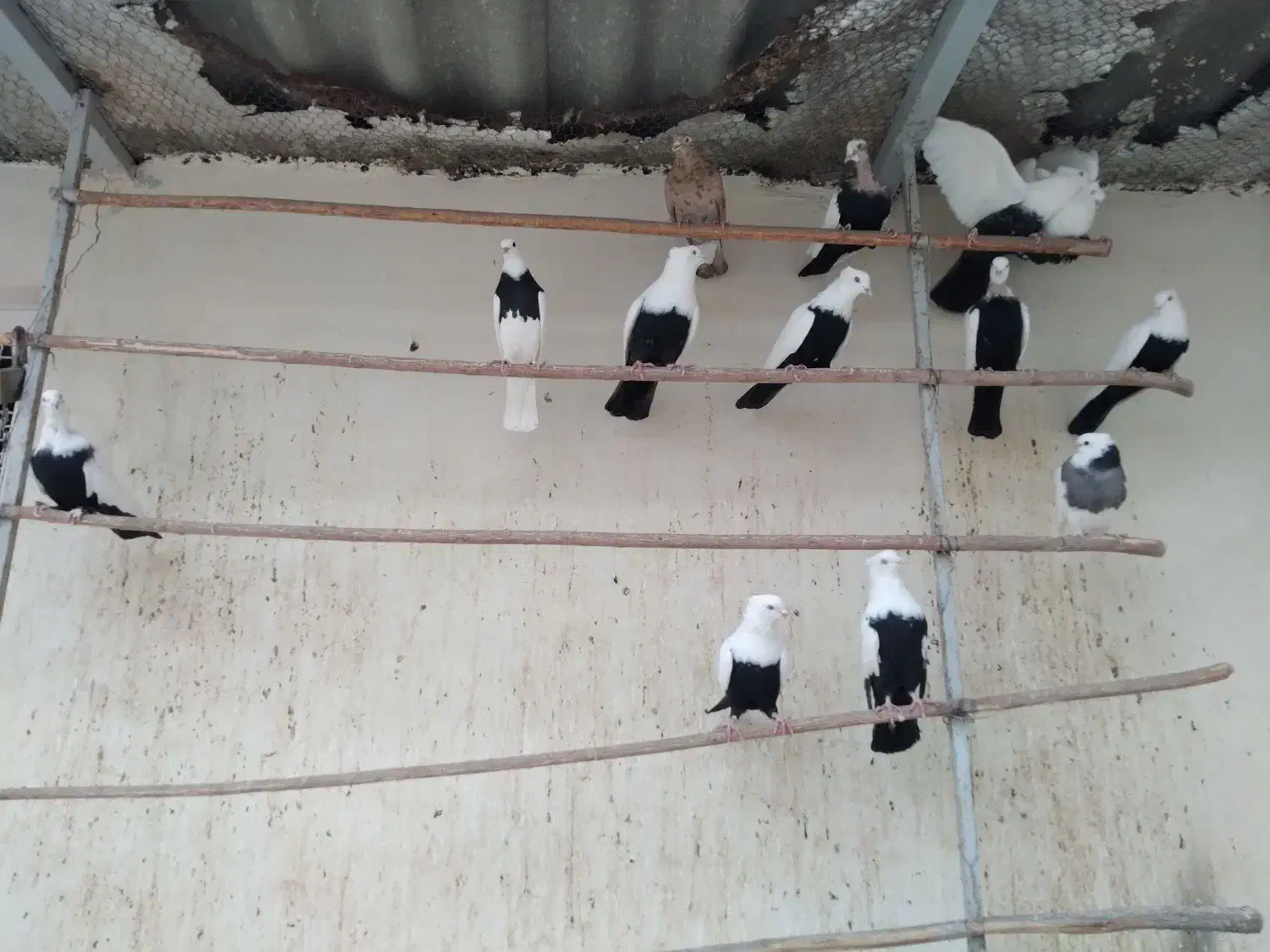 کود کفتر|گل و گیاه طبیعی|قم, قلعه عموحسین|دیوار