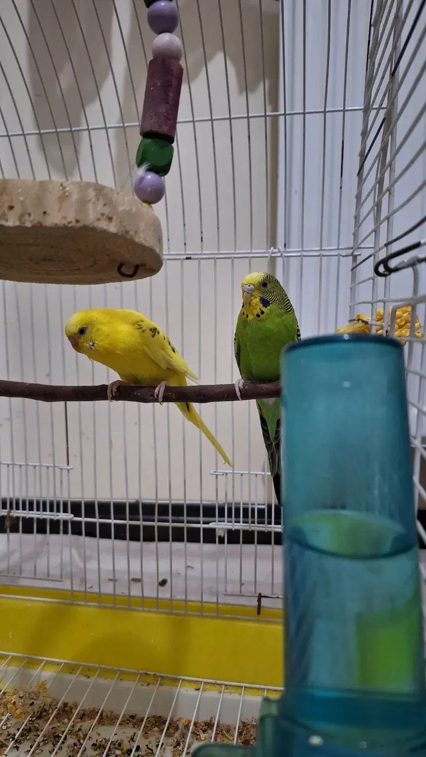 مرغ عشق سالم و سرحال|پرنده|تهران, نازیآباد|دیوار