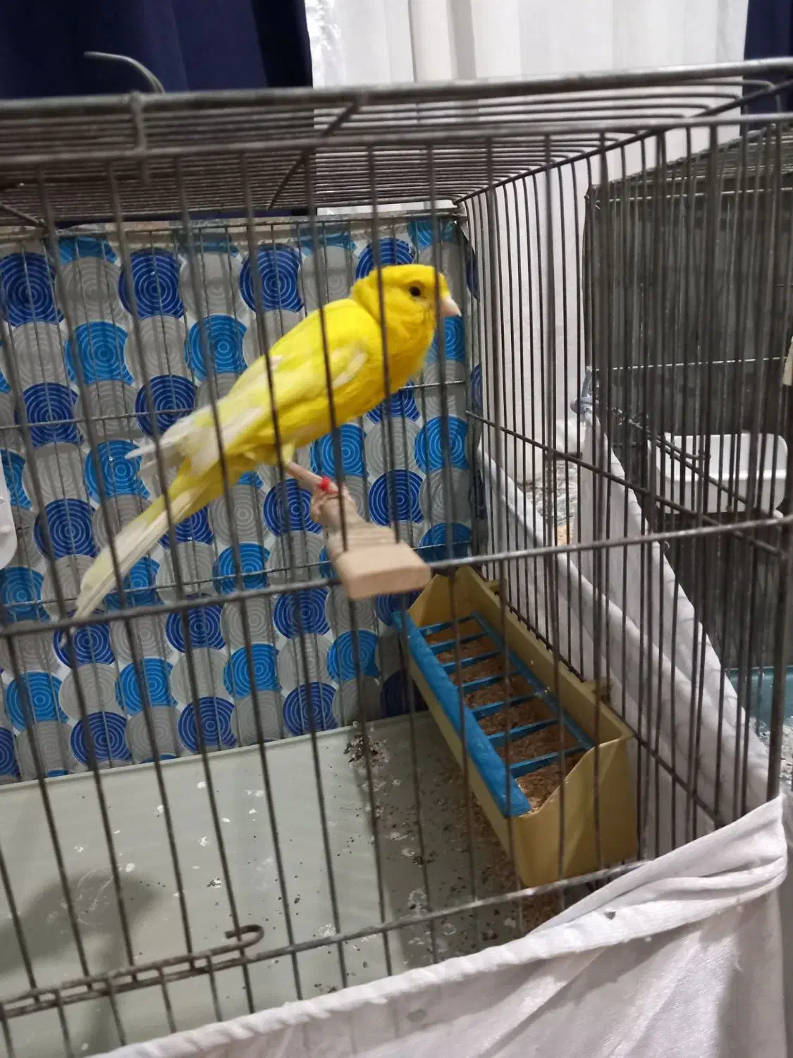 قناری سوپربازاری|پرنده|پاکدشت, پاکدشت (مامازند)|دیوار