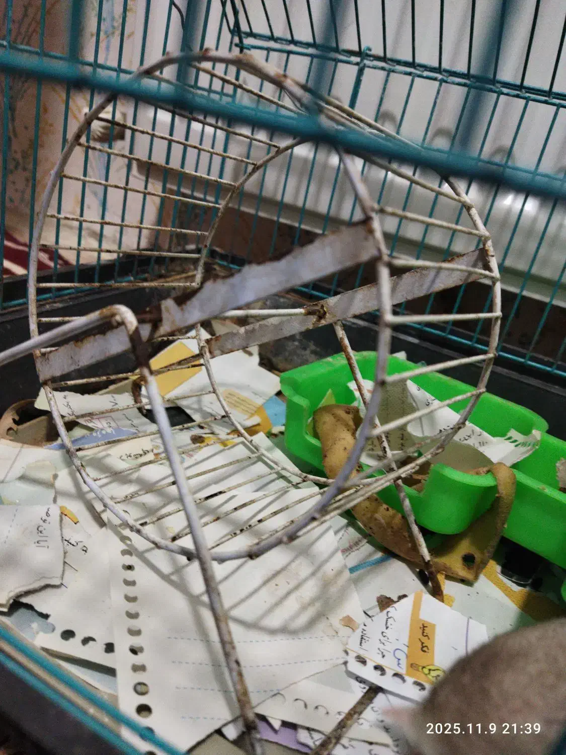 همستر|موش و خرگوش|کرمان, |دیوار