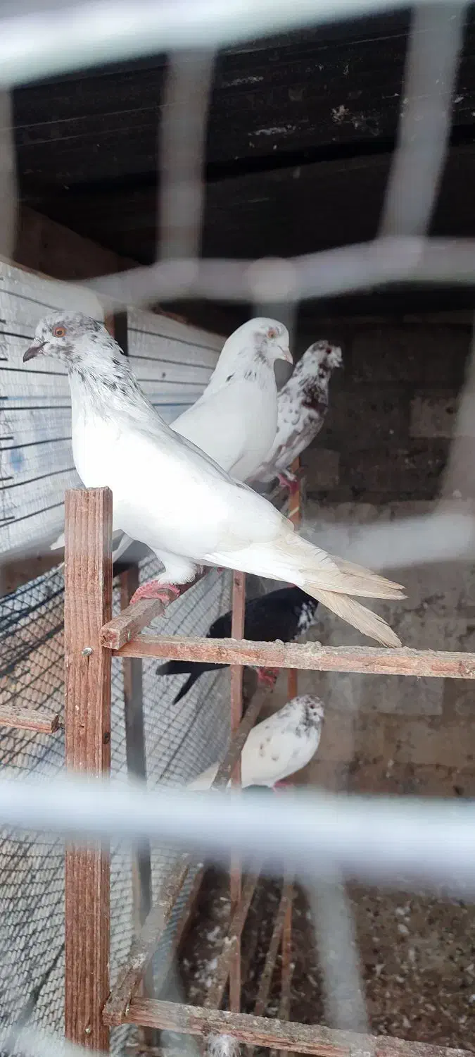 کبوتر|پرنده|رضوانشهر, |دیوار