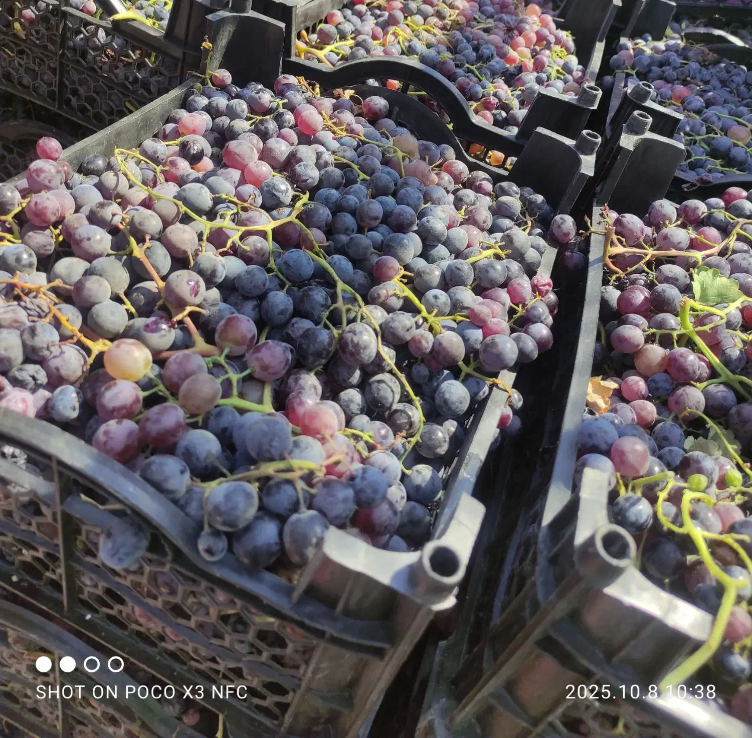 انگورسیاه سنندج|حراج|شیراز, منطقه هوایی شهید دوران|دیوار